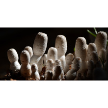 100% natürliches Coprinus-Extrakt / Coprinus-Auszug Puder / Coprinus